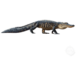 american alligator